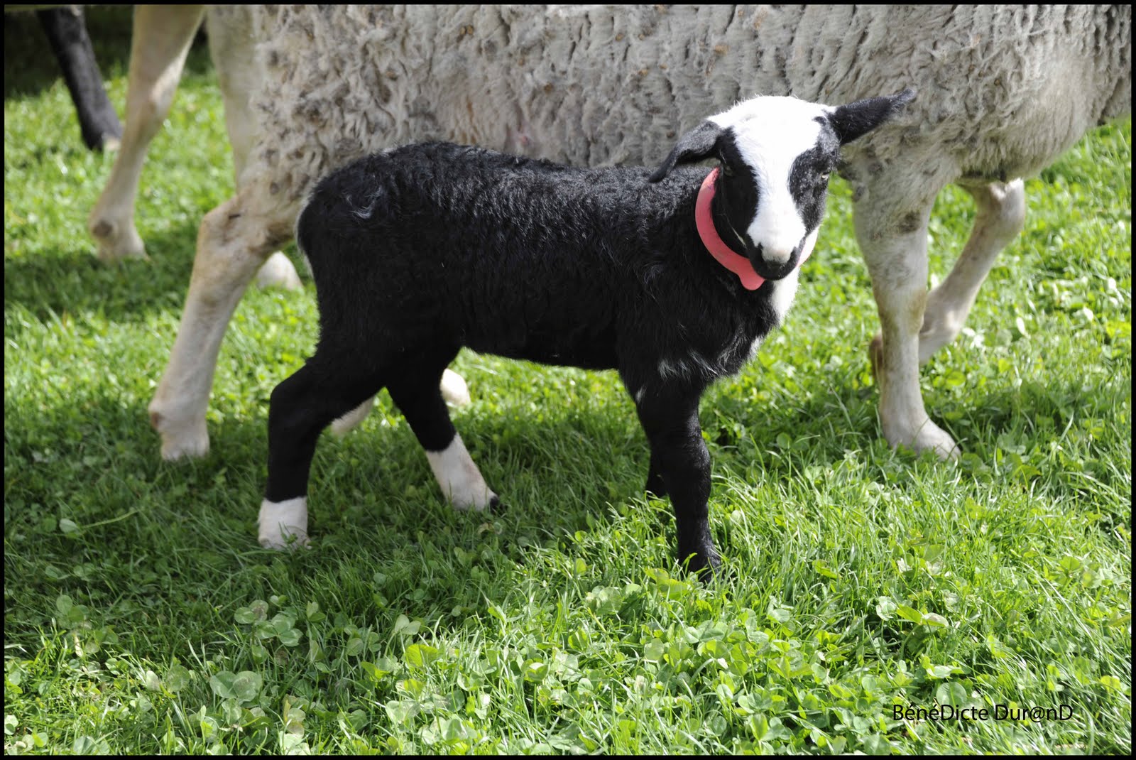 Comment S appelle Le Petit Du Mouton bébé mouton
