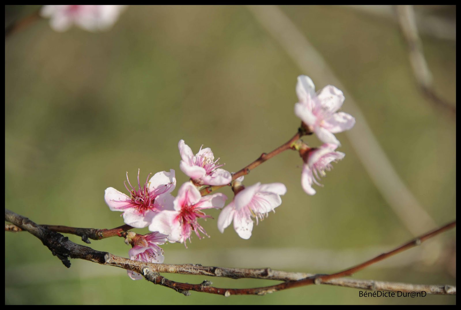 fleurs pecher